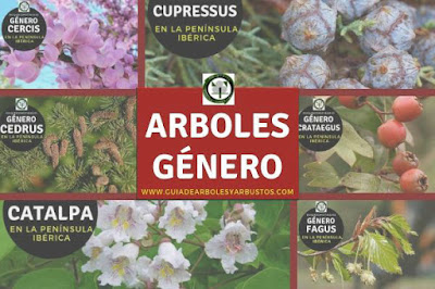 Lista de los géneros de arboles y arbustos más buscados para el bosque de alimentos