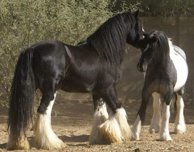 world's beautiful horses