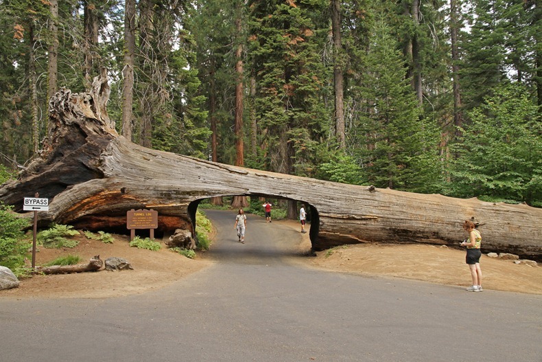 Tunnel Tree Sequoia National Park