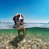  Σκύλος στη θάλασσα