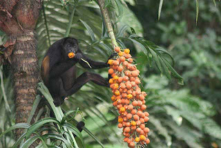 howler monkey