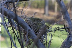 Bird Nest