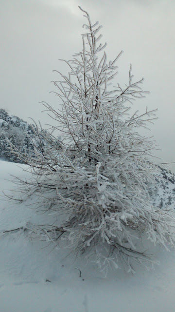 Ciaspolata a Monte Maggio, ciaspole, Folgaria