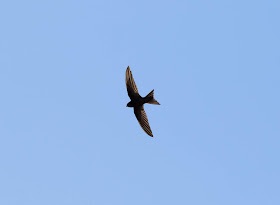 Plain Swift - Playa de las Américas, Tenerife