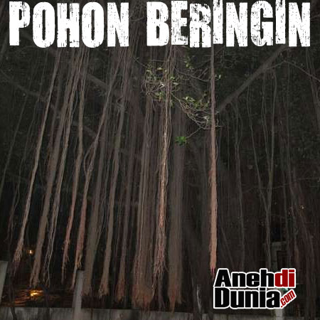 Pohon Umum Yang Dipercaya Menjadi Tempat Hantu - Berita 