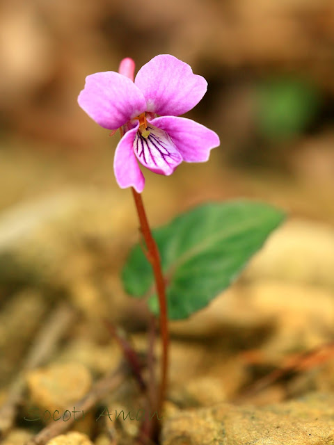 Viola violacea