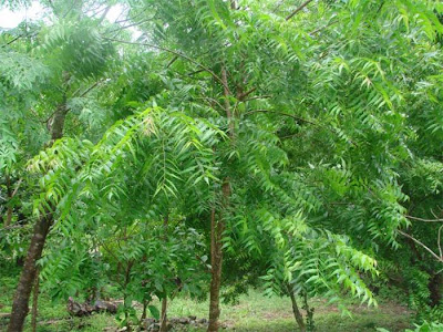 Neem Tree Wallpaper