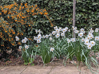 orangey yellow Berberis alonside Narcissi Actaea Poeticus