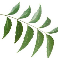 Neem Leaves