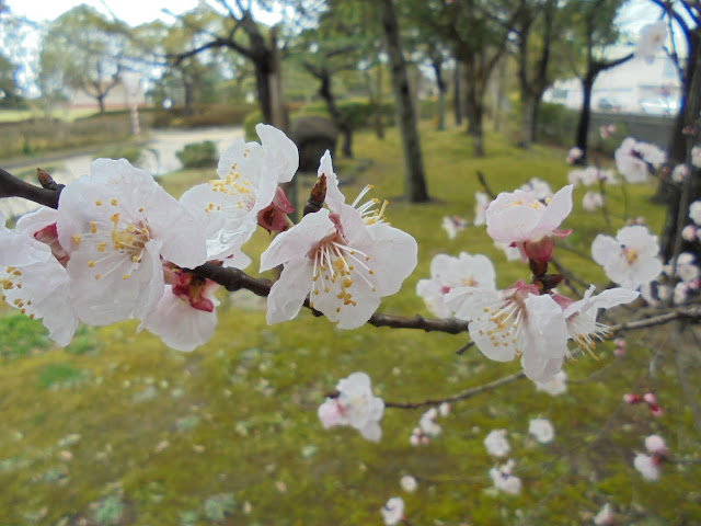 早咲きの桜