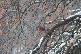 male cardinal perched near feeder