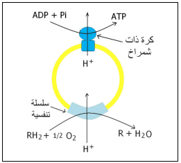 الكرات ذات  شمراخ