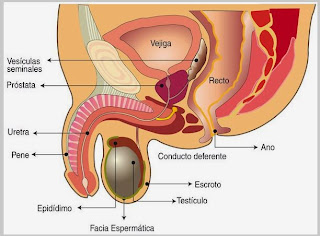 LA PRÓSTATA ES INTOCABLE Chequea este ESTUDIO