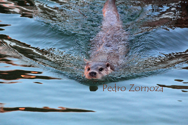 Nutria. España