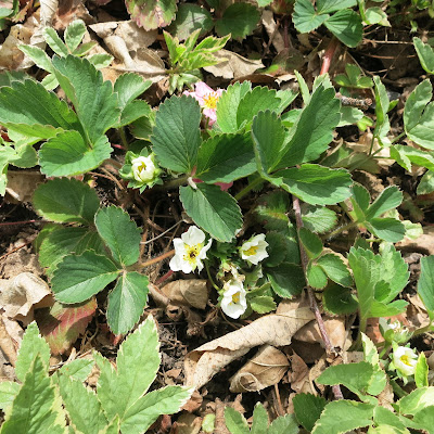 strawberry plants