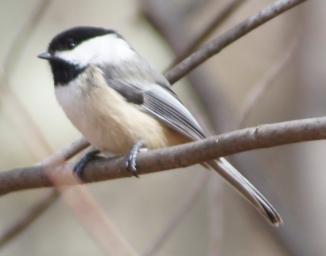 association of birders identify birds nest regularly in for institute