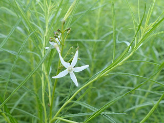 Amsonie d'Hubricht - Amsonia hubrichtii 