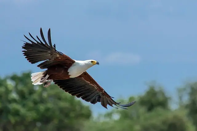 Top 9 biggest eagles in the world