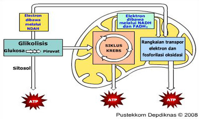 Proses Katabolisme