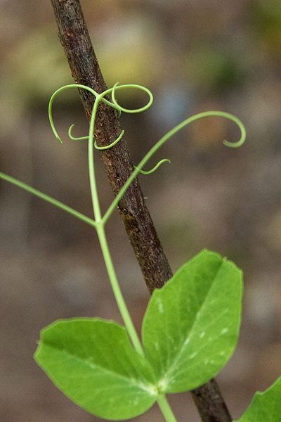 Science For U: RESPONSE IN PLANTS