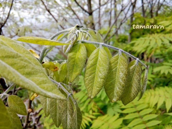 Маакия амурская (Maackia amurensis)