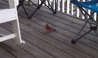 This little guy kept coming back for the peanuts we were eating while drinking on the deck.