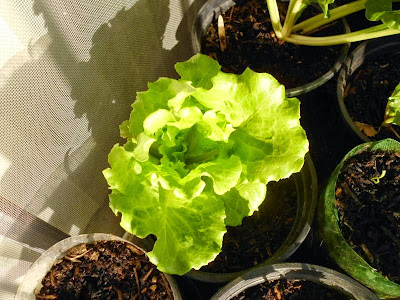 Growing Lettuce