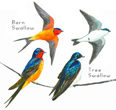 The swallow is symbolic of