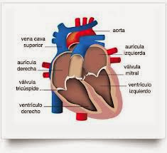 EL corazón partes y funciones