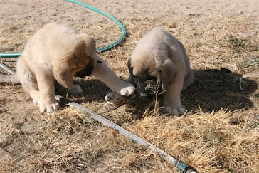 Almira on left Anselmo on right