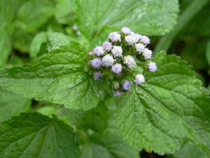 Caángay Ageratum conyzoides