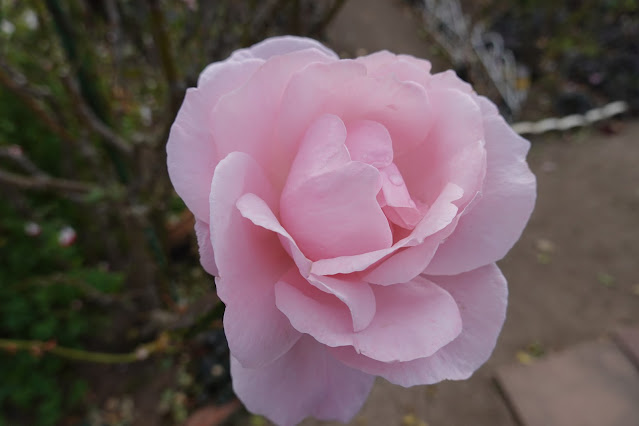 鳥取県米子市別所 こばやしバラ園 バラ（薔薇）