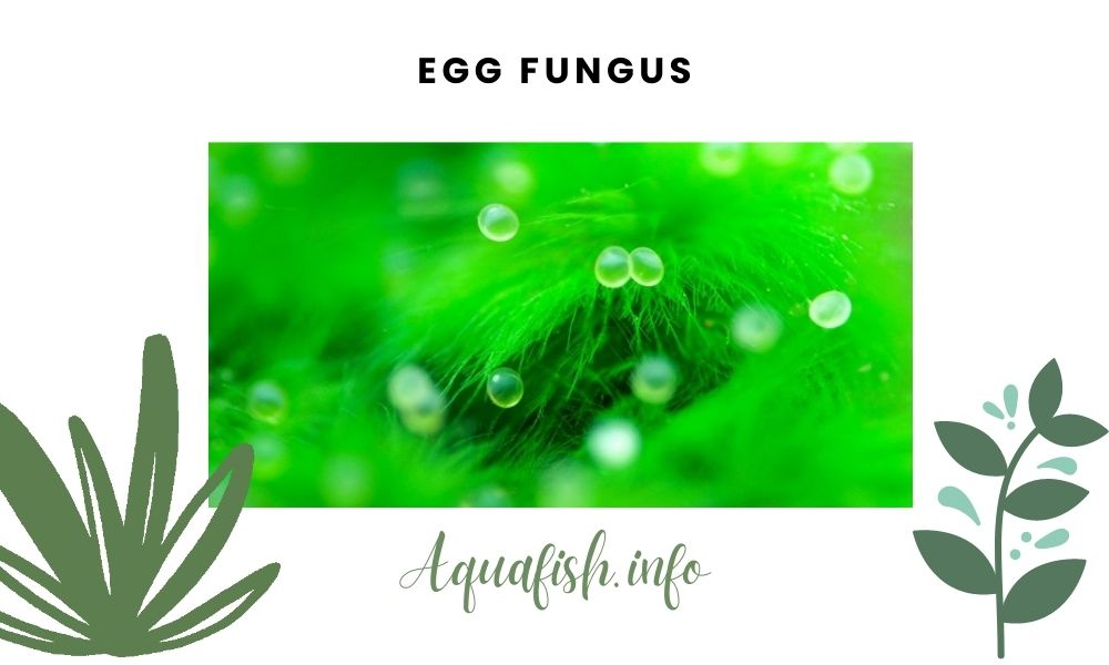 Egg Fungus