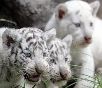 3 White Tiger Cubs Picture