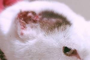 Penyebab Kucing Terkena Tumor Kulit