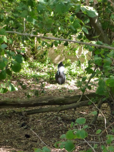 Skunk