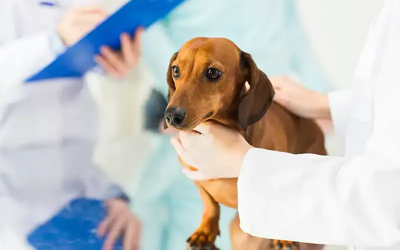 7 مشاكل عصبية لدى الكلاب وعلامات شائعة يجب وضعها في الاعتبار (إجابة الطبيب البيطري)