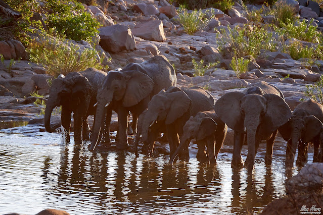 Elephants at Dusk