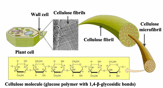 Cellulose structure