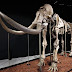 Llega Mamut de Ecatepec al museo de Antropología e Historia