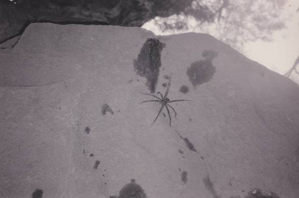 Spider on the rock.