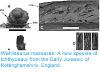 http://sciencythoughts.blogspot.co.uk/2016/06/wahlisaurus-massarae-new-species-of.html