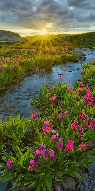 Alpine Primrose- San Juan Mountains – Colorado