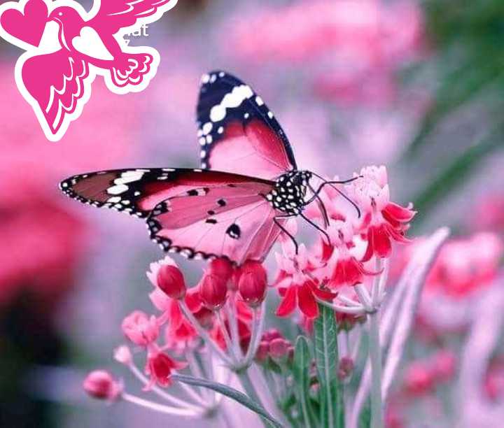 Beautiful Butterfly Pics - Butterfly Wallpaper Download - Butterfly Pic Download - Butterfly Drawing - Butterfly Wallpaper - projapoti pic - NeotericIT.com