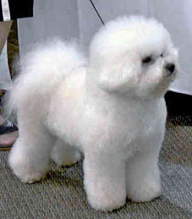 Gambar Anjing Bichon Frise