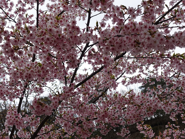 別所川渓流植物園　カワヅザクラ（河津桜）