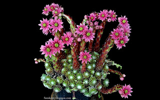 http://fotobabij.blogspot.com/2015/03/rojnik-pajeczynowaty-kwiaty-sempervivum.html