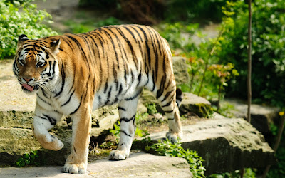 Tiger hd Wallpaper 26