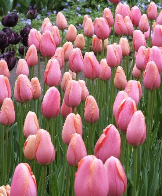 Menton | darwwin Hybrid tulips