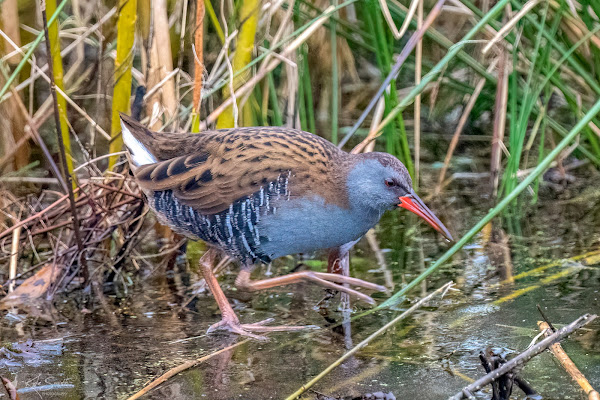 Water rail